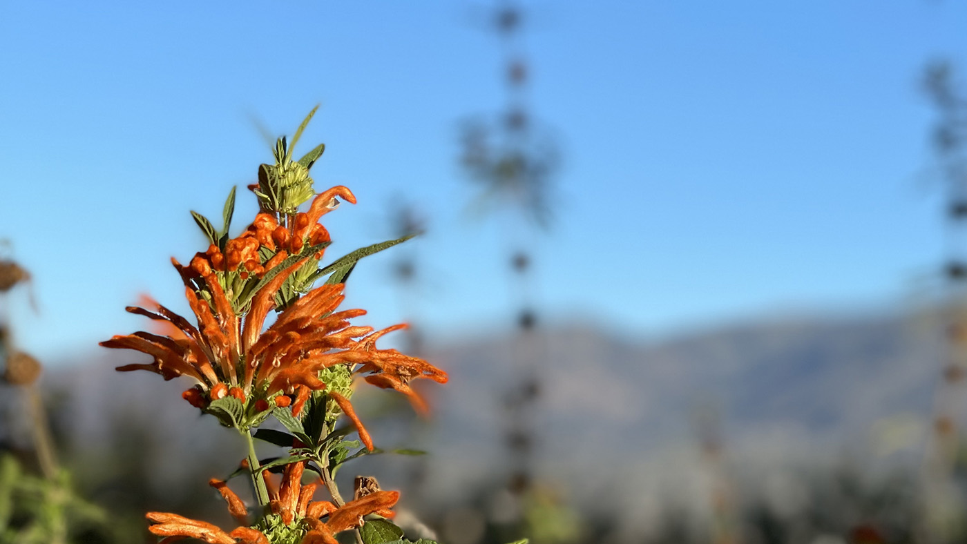 Campus flower